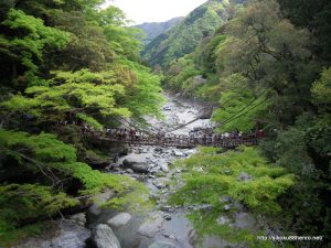 祖谷かずら橋-1