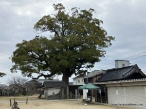 長尾寺の楠木
